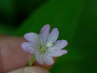 Epilobium montanum Guldskogen, Falsterbohalvön, Vellinge, Skåne, Sweden 20170618_0145