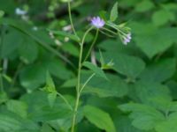 Epilobium montanum Guldskogen, Falsterbohalvön, Vellinge, Skåne, Sweden 20170618_0146