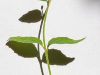 Epilobium montanum Ingång 93 C, Potatisåkern, Malmö, Skåne, Sweden 20220720_0039