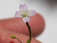 Epilobium montanum Ingång 93 C, Potatisåkern, Malmö, Skåne, Sweden 20220720_0040