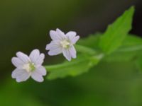 Epilobium montanum Löddeköpinge, Kävlinge, Skåne, Sweden 20160720_0002