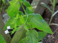 Epilobium montanum Löddeköpinge, Kävlinge, Skåne, Sweden 20160720_0004