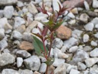 Epilobium montanum Lertagsdammen, Klagshamns udde, Malmö, Skåne, Sweden 20170704_0123