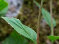 Epilobium montanum Stjärneholms borgruin, Skurup, Skåne, Sweden 20150727_0172