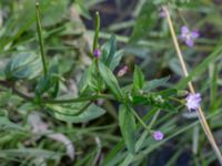 Epilobium montanum Tygelsjö ängar, Malmö, Skåne, Sweden 20150816_0068