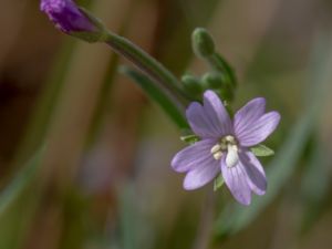 Epilobium obscurum - Short-fruited Willowherb - Mörk dunört