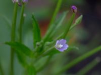 Epilobium obscurum Östra kyrkogården, Malmö, Skåne, Sweden 20190825_0025