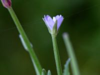 Epilobium obscurum Östra kyrkogården, Malmö, Skåne, Sweden 20190825_0027