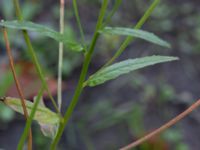 Epilobium obscurum Östra kyrkogården, Malmö, Skåne, Sweden 20190825_0029