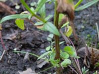 Epilobium obscurum Östra kyrkogården, Malmö, Skåne, Sweden 20190825_0030