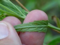 Epilobium obscurum Östra kyrkogården, Malmö, Skåne, Sweden 20190825_0031