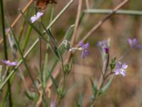 Epilobium obscurum 1,0 km NE Tåstarps kyrka, Ängelholm, Skåne, Sweden 20180711_0070