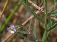 Epilobium obscurum 1,0 km NE Tåstarps kyrka, Ängelholm, Skåne, Sweden 20180711_0073