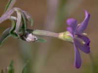 Epilobium obscurum 1,0 km NE Tåstarps kyrka, Ängelholm, Skåne, Sweden 20180711_0076