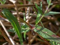 Epilobium obscurum 1,0 km NE Tåstarps kyrka, Ängelholm, Skåne, Sweden 20180711_0078