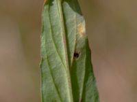 Epilobium obscurum 1,0 km NE Tåstarps kyrka, Ängelholm, Skåne, Sweden 20180711_0080