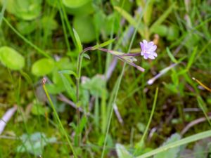 Epilobium palustre - Marsh Willowherb - Kärrdunört