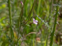 Epilobium palustre Zackows mosse, Nyhamnsläge, Höganäs, Skåne, Sweden 20190807_0141