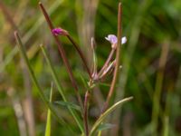 Epilobium palustre Zackows mosse, Nyhamnsläge, Höganäs, Skåne, Sweden 20190807_0142