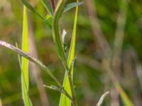 Epilobium palustre Zackows mosse, Nyhamnsläge, Höganäs, Skåne, Sweden 20190807_0143