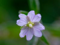 Epilobium palustre var. palustre 850 m SE Borup, Genarp, Lund, Skåne, Sweden 20180716_0001