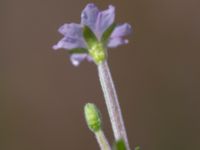 Epilobium palustre var. palustre 850 m SE Borup, Genarp, Lund, Skåne, Sweden 20180716_0002