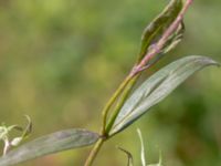 Epilobium palustre var. palustre 850 m SE Borup, Genarp, Lund, Skåne, Sweden 20180716_0004