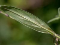 Epilobium palustre var. palustre 850 m SE Borup, Genarp, Lund, Skåne, Sweden 20180716_0005