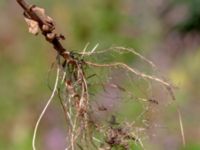 Epilobium palustre var. palustre 850 m SE Borup, Genarp, Lund, Skåne, Sweden 20180716_0006