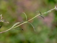 Epilobium palustre var. palustre 850 m SE Borup, Genarp, Lund, Skåne, Sweden 20180716_0007