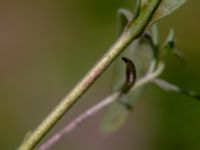 Epilobium palustre var. palustre 850 m SE Borup, Genarp, Lund, Skåne, Sweden 20180716_0009