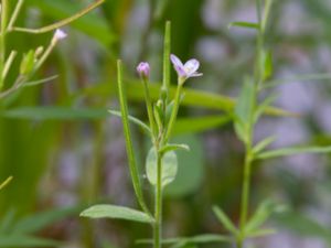 Epilobium parviflorum - Hoary Willowherb - Luddunört