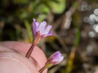 Epilobium parviflorum Eskiltorps ängar, Vellinge, Skåne, Sweden 20170829_0024