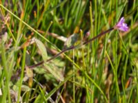 Epilobium parviflorum Eskiltorps ängar, Vellinge, Skåne, Sweden 20170829_0027