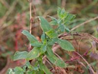 Epilobium parviflorum Norrebro hamn, Hov, Båstad, Skåne, Sweden 20161008_0045