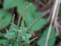 Epilobium parviflorum Norrebro hamn, Hov, Båstad, Skåne, Sweden 20161008_0046