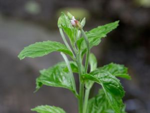 Epilobium roseum - Pale Willowherb - Grendunört