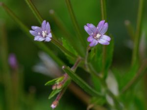 Epilobium tetragonum - Kantdunört