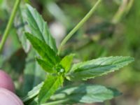 Epilobium tetragonum Lindängelunds rekreationsområde, Malmö, Skåne, Sweden 20160821_0006