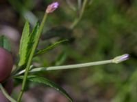 Epilobium tetragonum Lindängelunds rekreationsområde, Malmö, Skåne, Sweden 20160821_0008