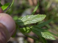 Epilobium tetragonum Lindängelunds rekreationsområde, Malmö, Skåne, Sweden 20160821_0010