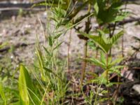 Epilobium tetragonum Lindängelunds rekreationsområde, Malmö, Skåne, Sweden 20160821_0011