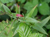 Epilobium tetragonum Lindesgatan, Vellinge, Skåne, Sweden 20160718_0006