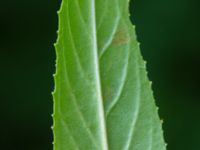 Epilobium tetragonum Lindesgatan, Vellinge, Skåne, Sweden 20160718_0007