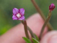 Epilobium tetragonum Skanörs ljung, Falsterbohalvön, Vellinge, Skåne, Sweden 20160820_0015