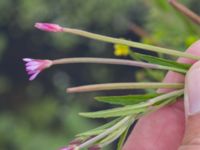 Epilobium tetragonum Skanörs ljung, Falsterbohalvön, Vellinge, Skåne, Sweden 20160820_0016