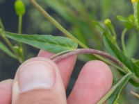 Epilobium tetragonum Skanörs ljung, Falsterbohalvön, Vellinge, Skåne, Sweden 20160820_0018