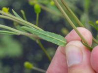 Epilobium tetragonum Skanörs ljung, Falsterbohalvön, Vellinge, Skåne, Sweden 20160820_0019