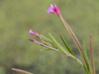 Epilobium tetragonum Skanörs ljung, Falsterbohalvön, Vellinge, Skåne, Sweden 20160820_0023