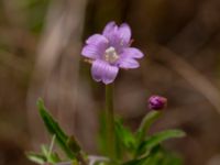 Epilobium tetragonum Ulricedal, Malmö, Skåne, Sweden 20190712_0030